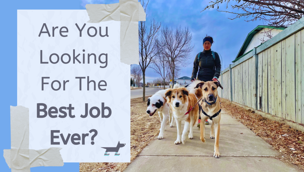Dog Walker Jobs - Apply Now for Pet Care Opportunities | World Brand Offers